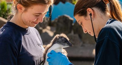 Penguin chick recovers from life-saving eye surgery